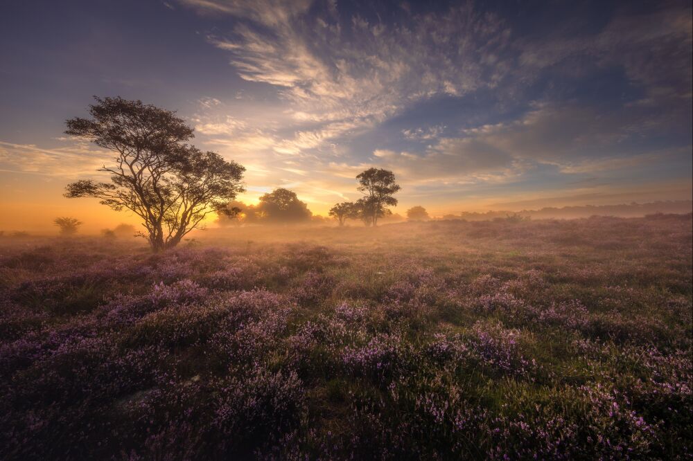 Prachtige zonsopkomst met bloeiende heide