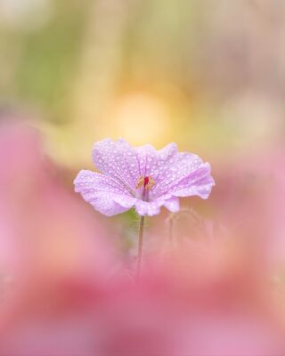 Roze Bloem in Regenachtige Droom