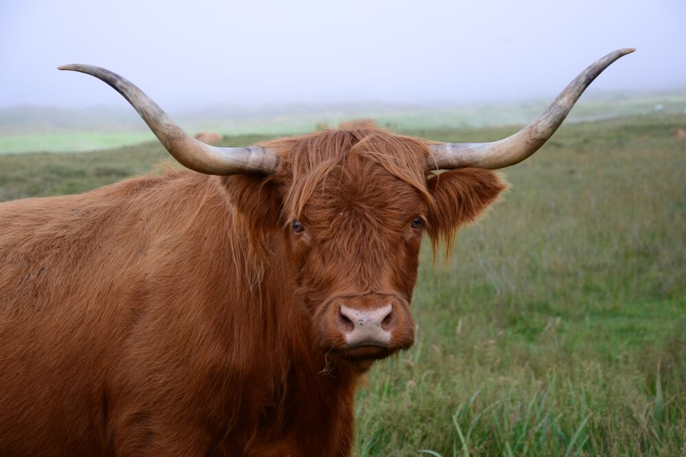 Schotse hooglander in het veld