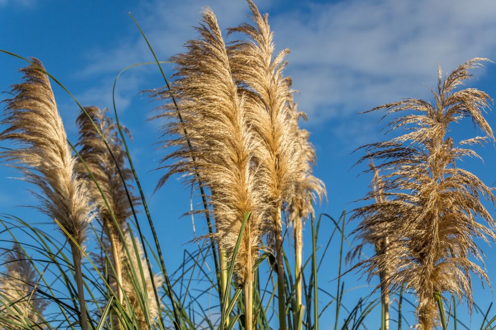 Pluimen aan de blauwe hemel