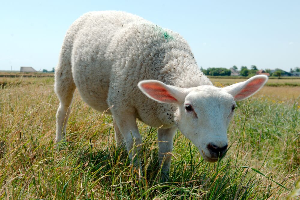 Texels schaap op de dijk