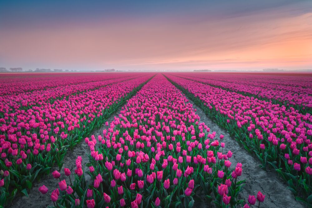 Uitgestrekte rode, roze tulpenvelden bij zonsondergang