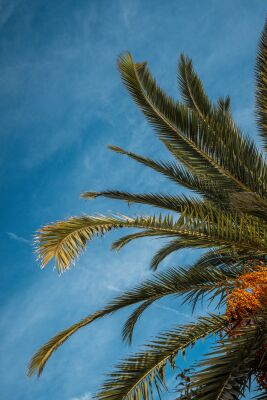 Tanz der Palmwedel Elegante Palmzweige vor klarem Blauem Himmel