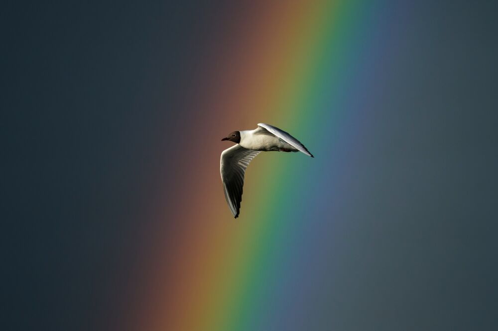 Möwe mit Regenbogen