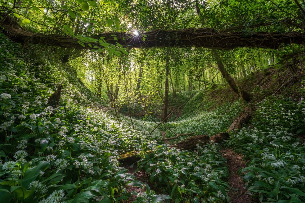 De Nederlandse bossen - Limburg