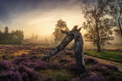 De Nederlandse bossen - Overijssel