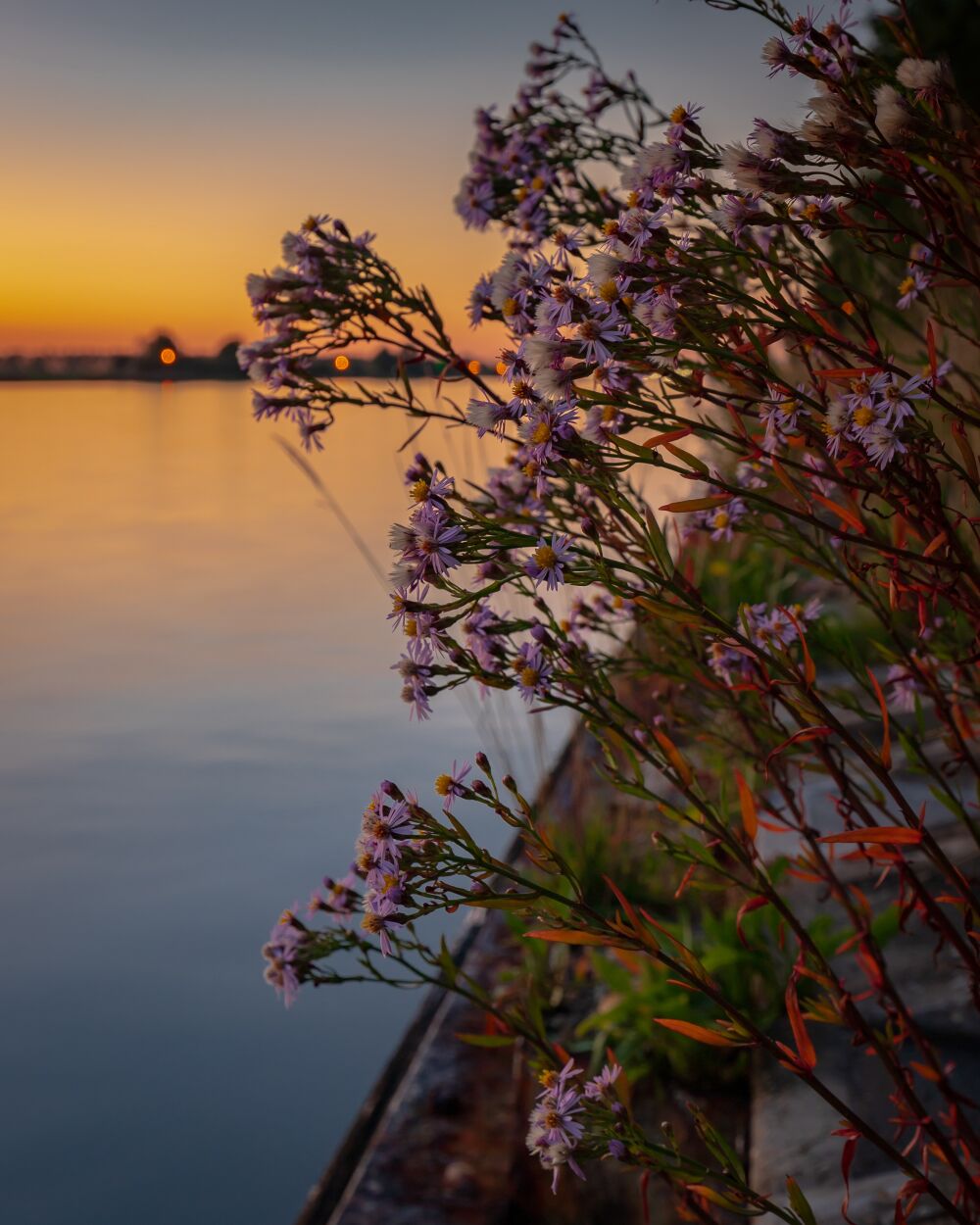 Blommen aant kanaal