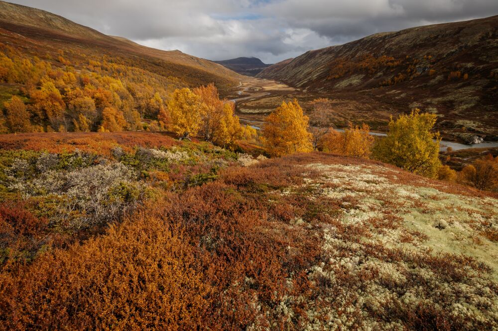 Een kleurrijk schouwspel in de herfst