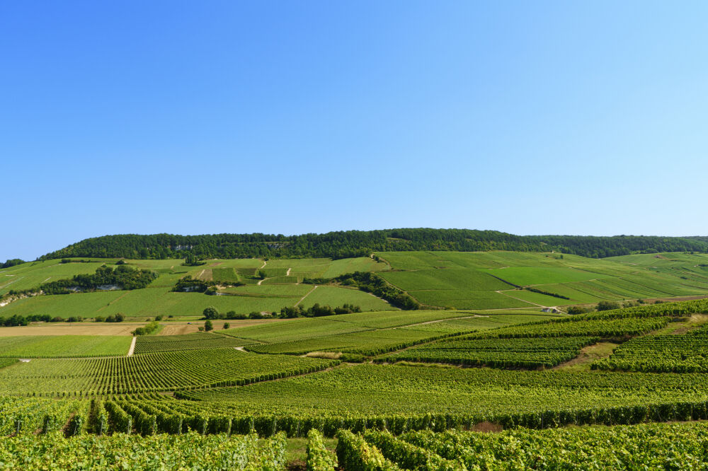 Champagne region in France