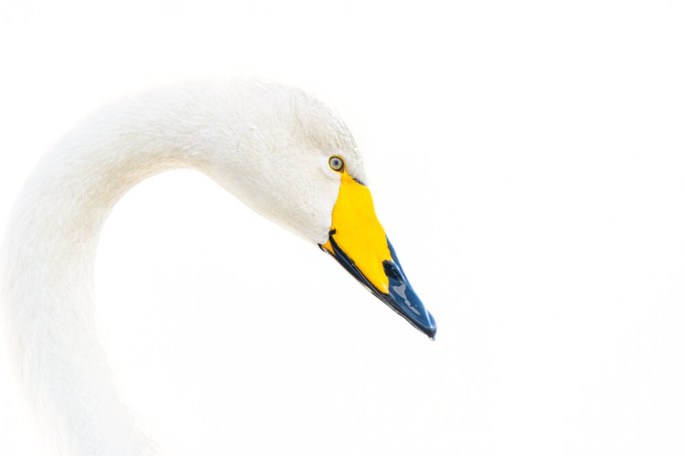 Serene Schwanenpracht – Beeindruckende Tierkunst