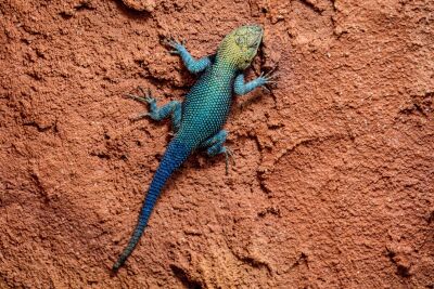 Lizard on Red Background