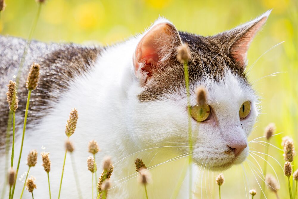 Kat zonder naam