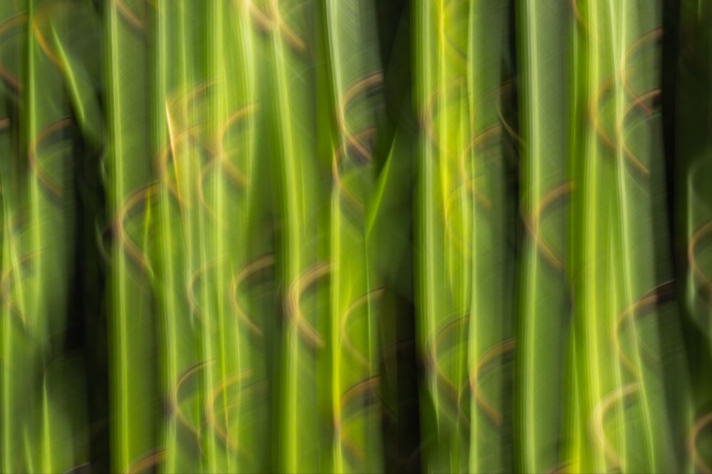 ICM with an aquatic plant