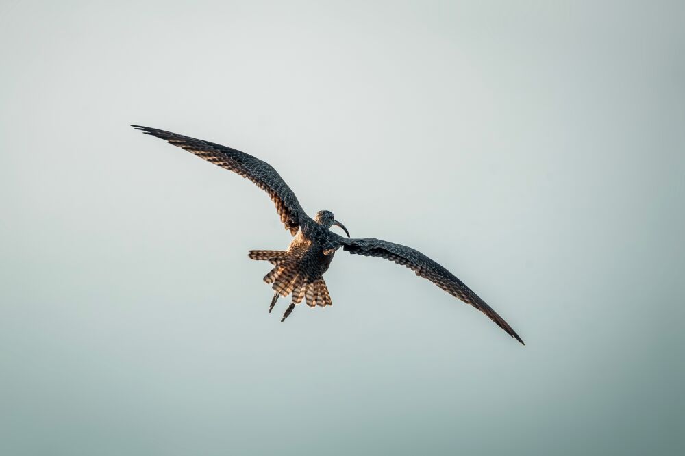 Gracieus in de Lucht - Een Vogel in Vlucht