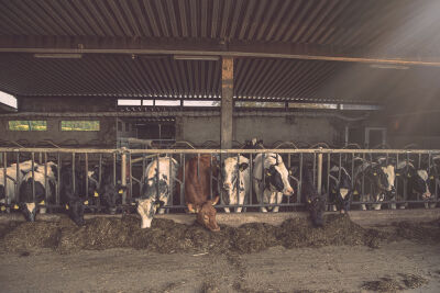 koeien in een stal