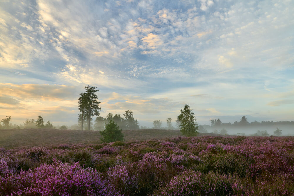 Grondmist tijdens opkomende zon op de bloeiende heide.