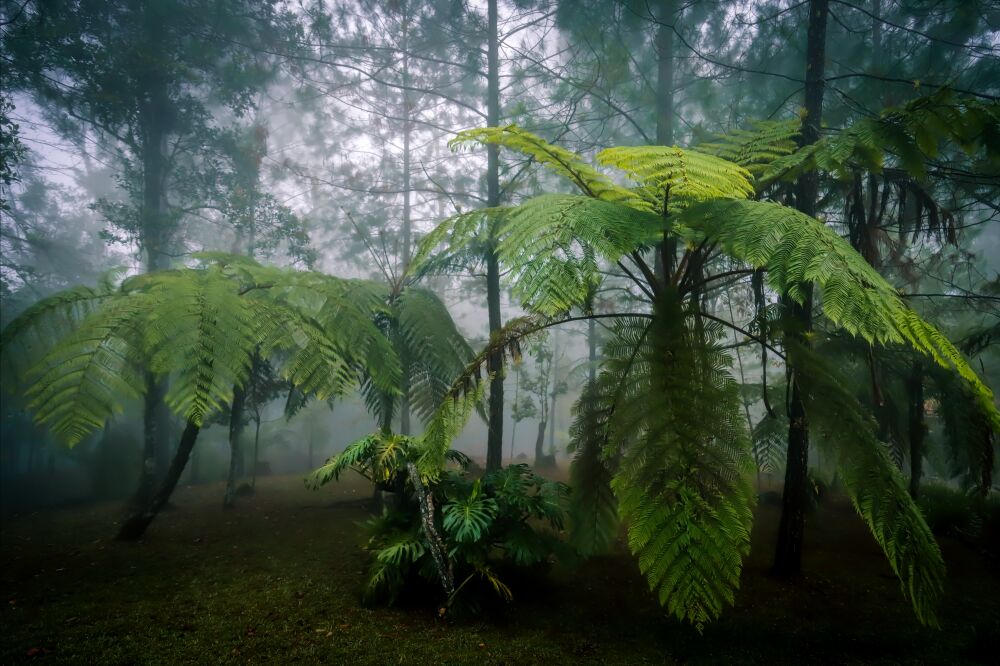 Cloud forest (3)