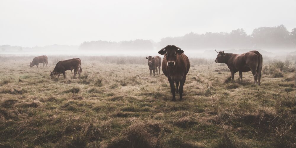 Koeien in de mist