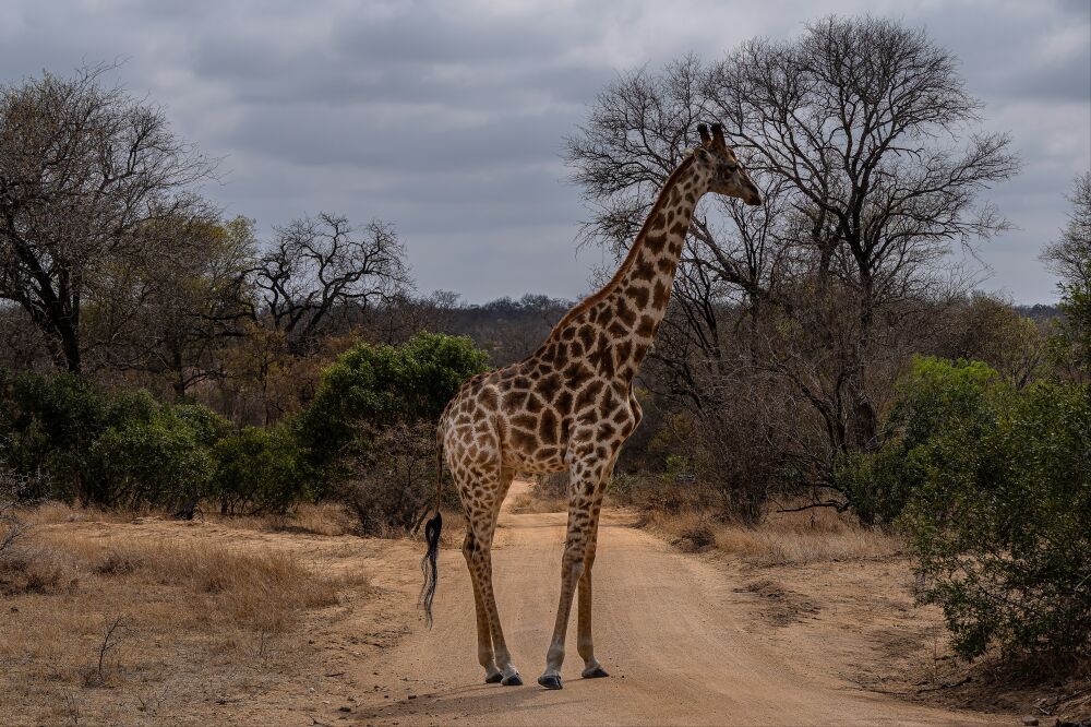 Giraffe in the Savanna