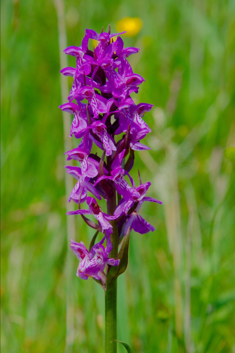 Orchidee op Texel in het gras