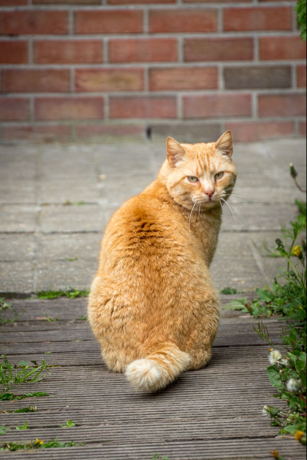 De kat kijkt nog even om