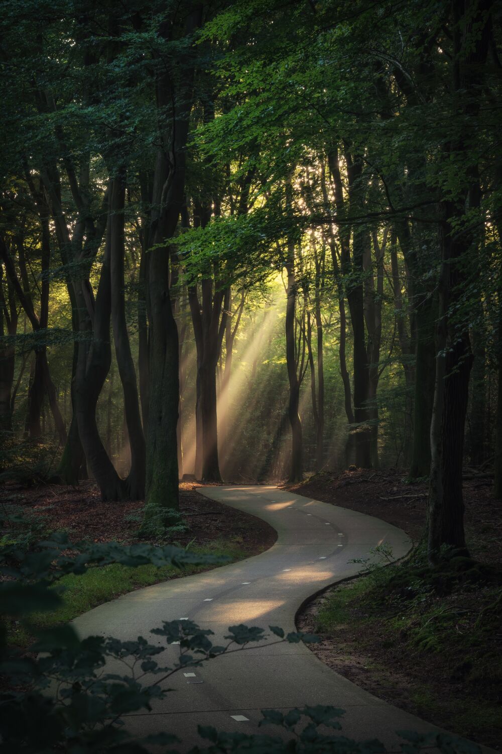 De Nederlandse bossen - Speulderbos