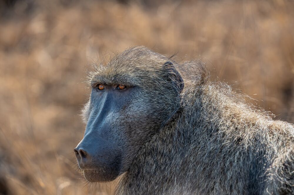 Close-up of a Baboon in Kruger National Park, South Africa