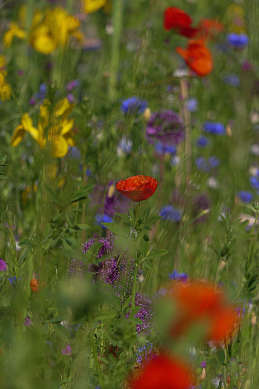 Akkerbloemen