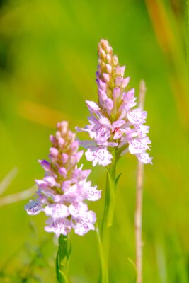 Gevlekte orchis op Texel