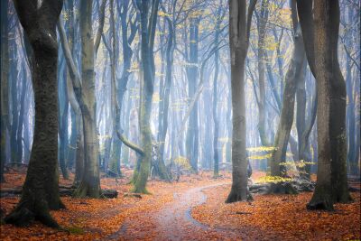 Fairytale forest trail with autumn leaves and mysterious mist