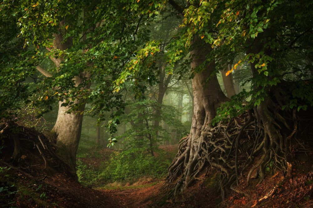 De Nederlandse bossen - Gelderland