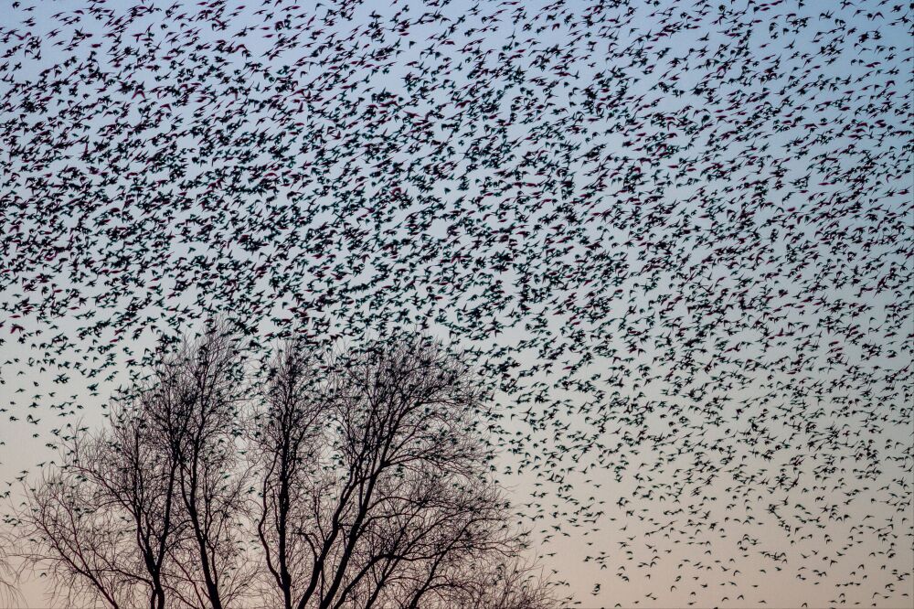 Zwerm spreeuwen in vogelvlucht