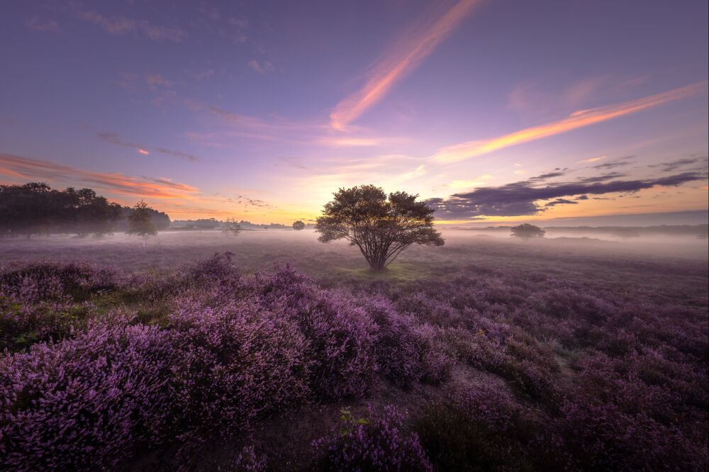 De heide kleurt volledig paars in Het Gooi