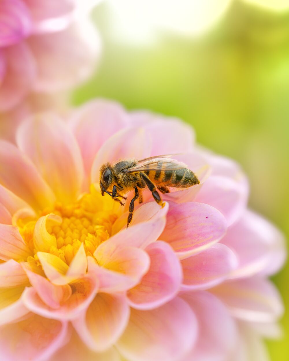 Zomerse Samenwerking