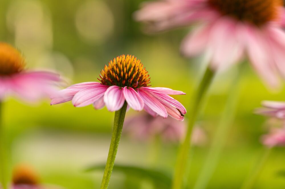 roze bloemen in de weide, zonnige zomerdag