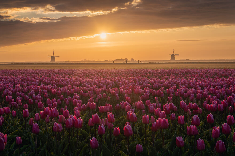 Tulpenveld 