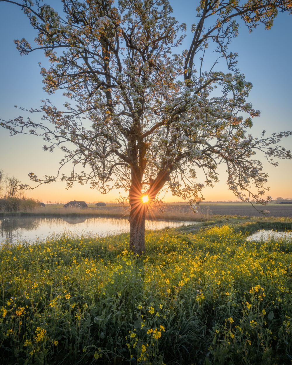 Lente ochtend