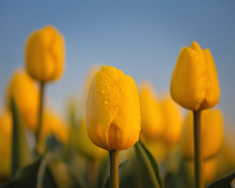 Gele tulpen