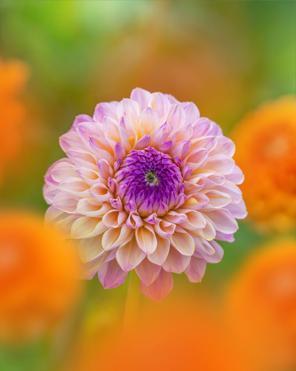 Zachte Harmonie: Roze Dahlia in Oranje Omarming