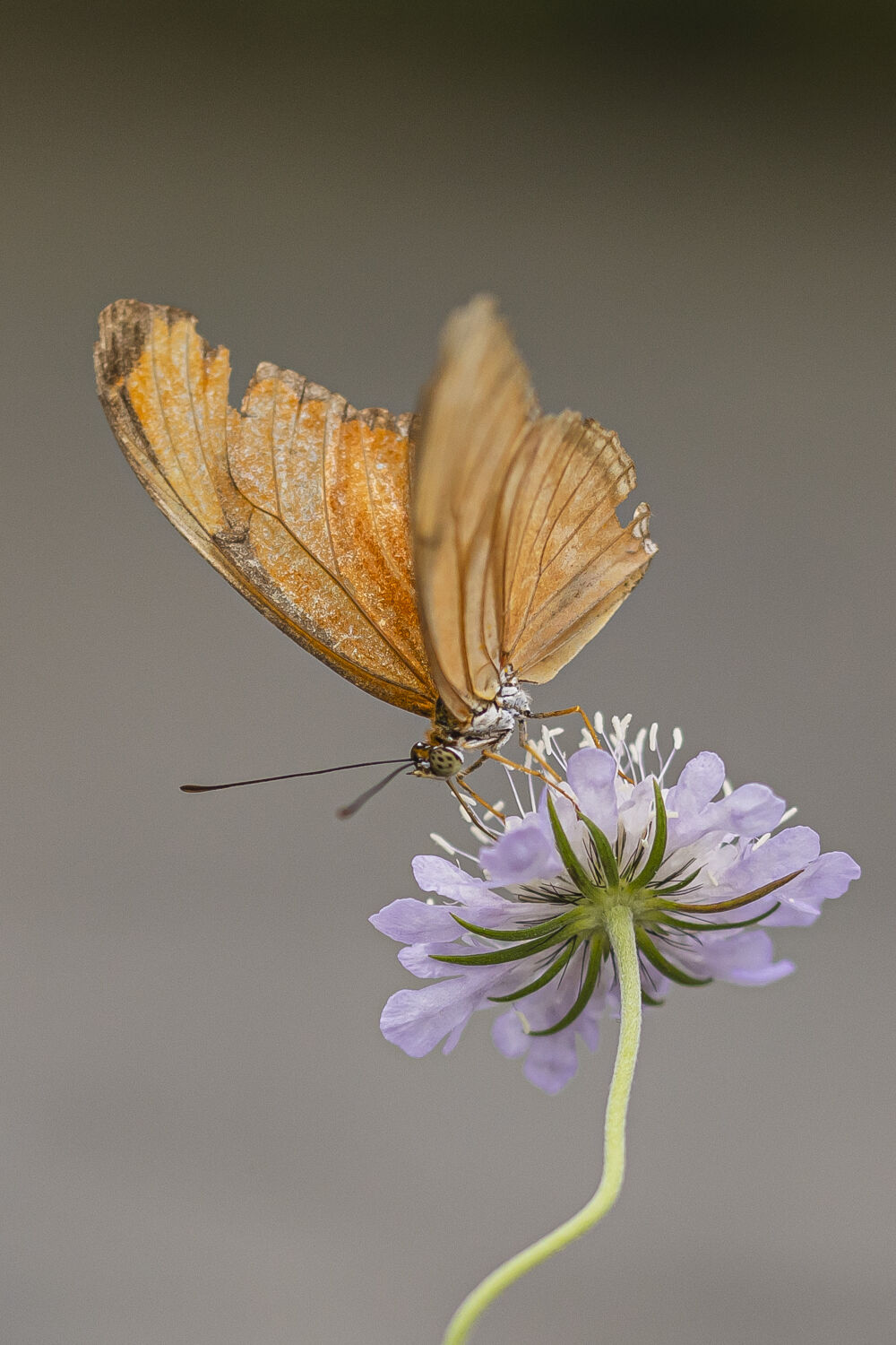 Tropische vlinder op bloem 