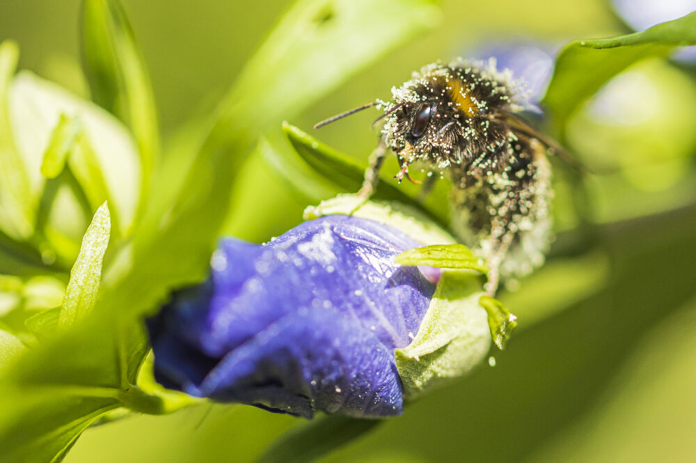 Bij eet uit de snoeppot met nectar