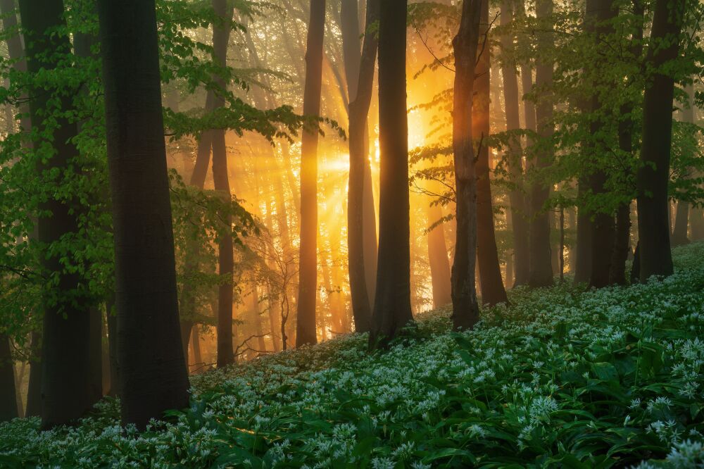 Bomen en bossen - Voorjaarsbloeiers