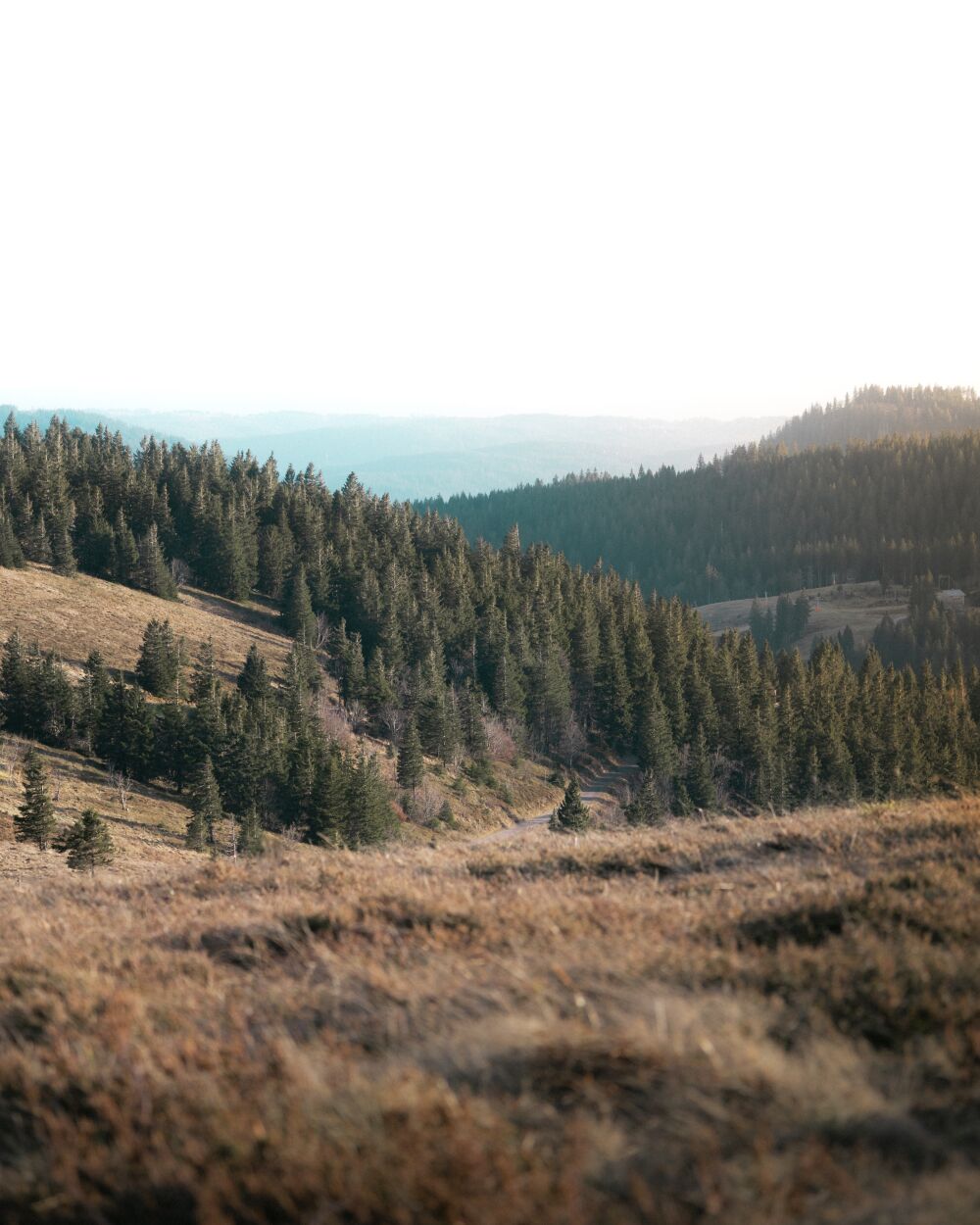 Black Forest Winter Sunset