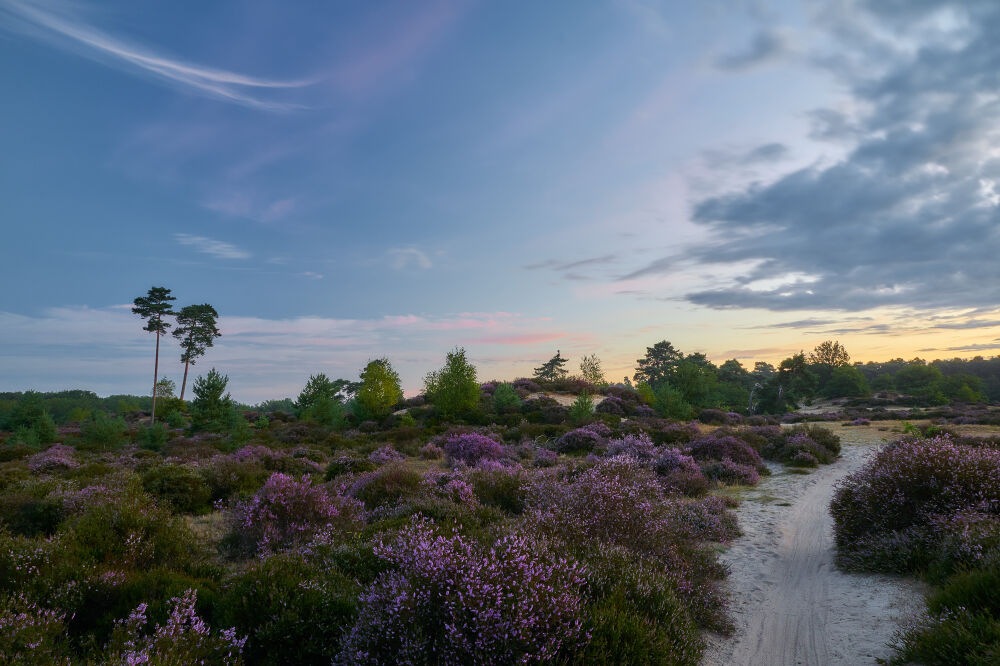 Zonsopkomst op bloeiende heide