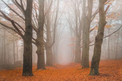 Herfst op de Woldberg