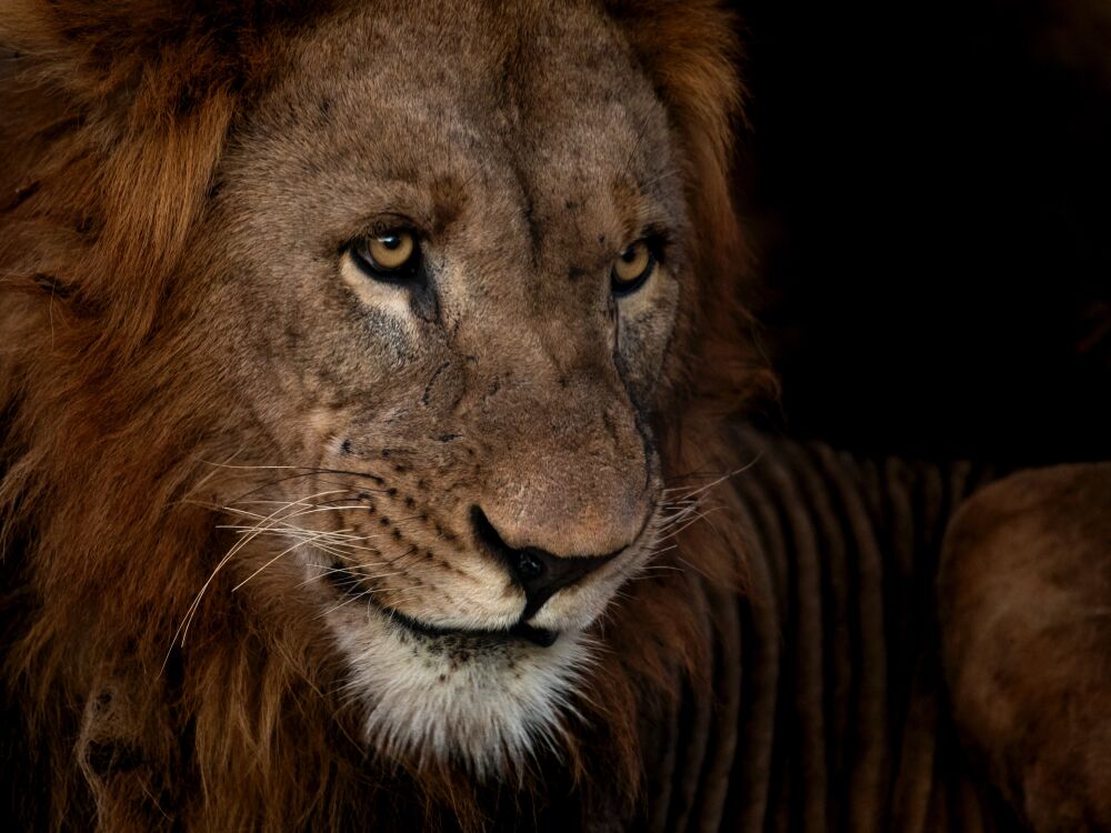 Portrait of a lion