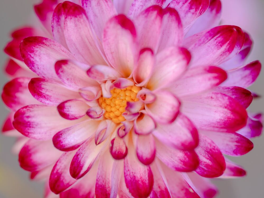 Dahlia wit roze close up