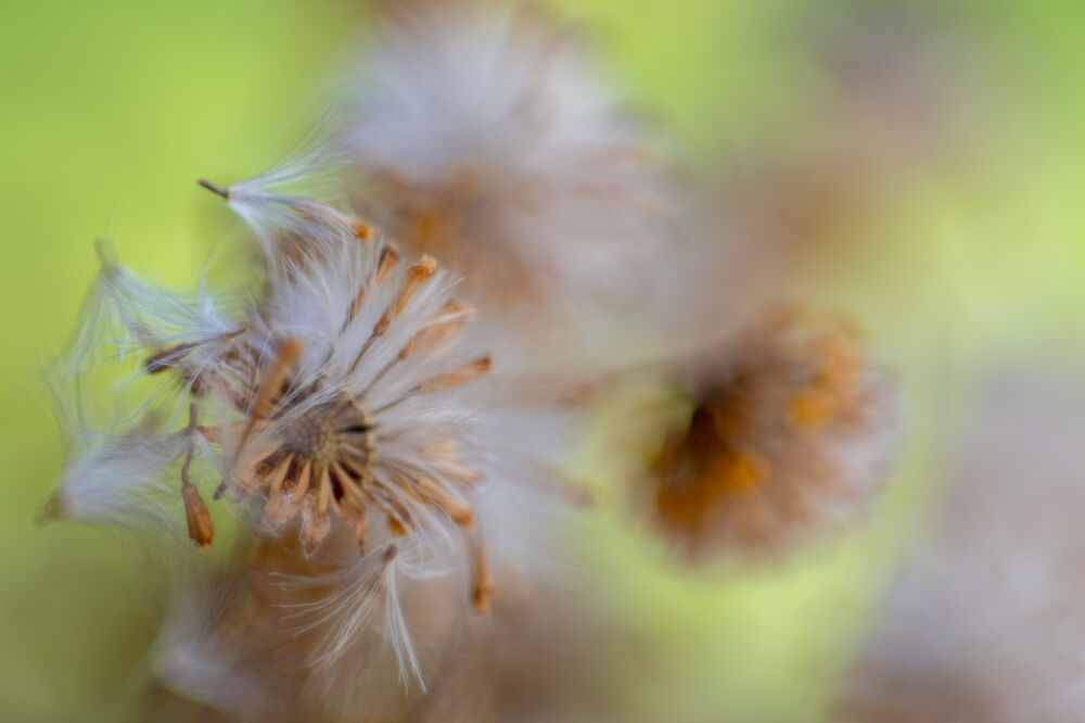 Dandelion close up soft gekleurd