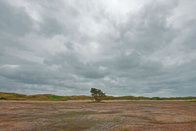 Eenzame boom op de vlakte tussen de duinen