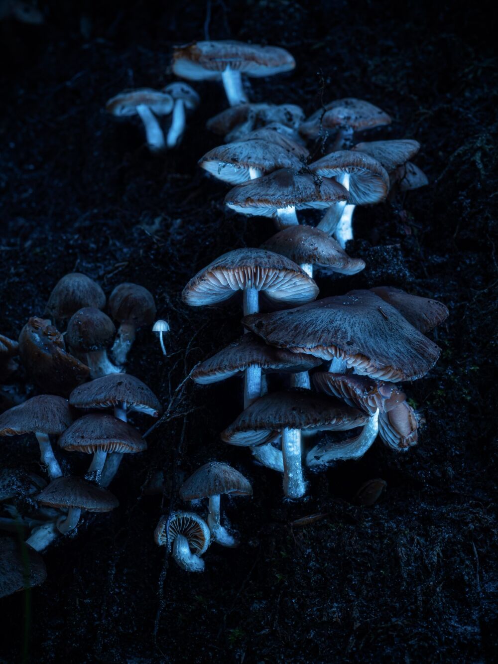 Mushrooms 